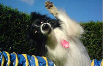 Eri Adestramento de Cães - Foto 1