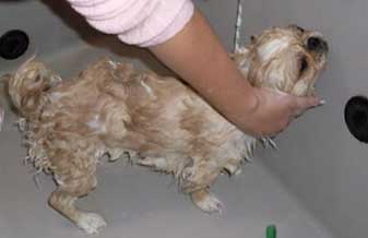 Vitoriapet Shop Banho e Tosa - Foto 1