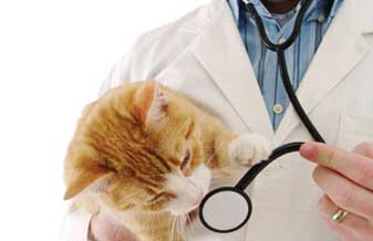 Clinica Veterinária Dr. Carlayle Moreno Pires - Foto 1