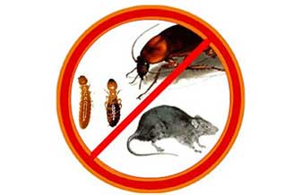 Nakata Controle de Pragas - Foto 1