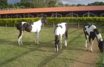 Centro Hípico CAPI - Foto 1