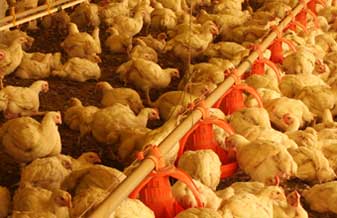 Avícola Sinha - Foto 1