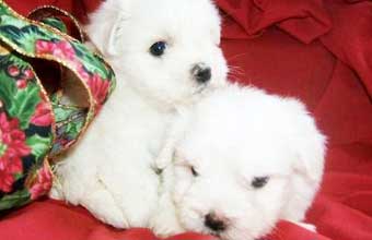 Fofs Dog Venda de Filhotes - Foto 1