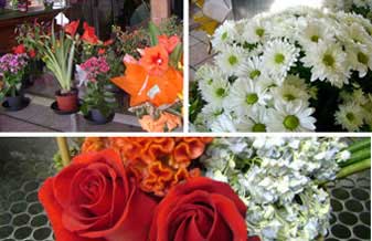 Floricultura Zefinha - Foto 1