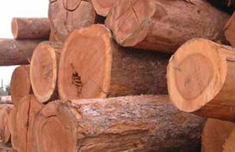 Comercial Madeireira Santa Catarina - Foto 1