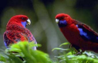 Avicultura João de Barro - Foto 1