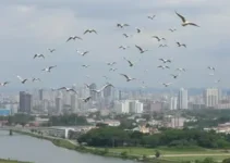 queda de pipa